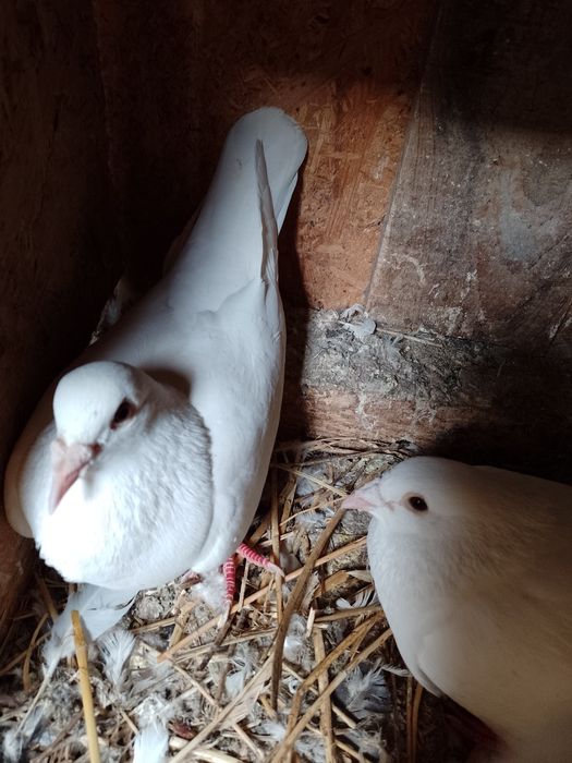 Vând porumbei voiajori și voltati