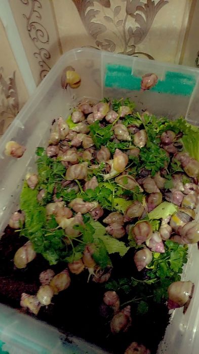 Улитки Ахатины Ретекулята Черноголовка Черноголовк