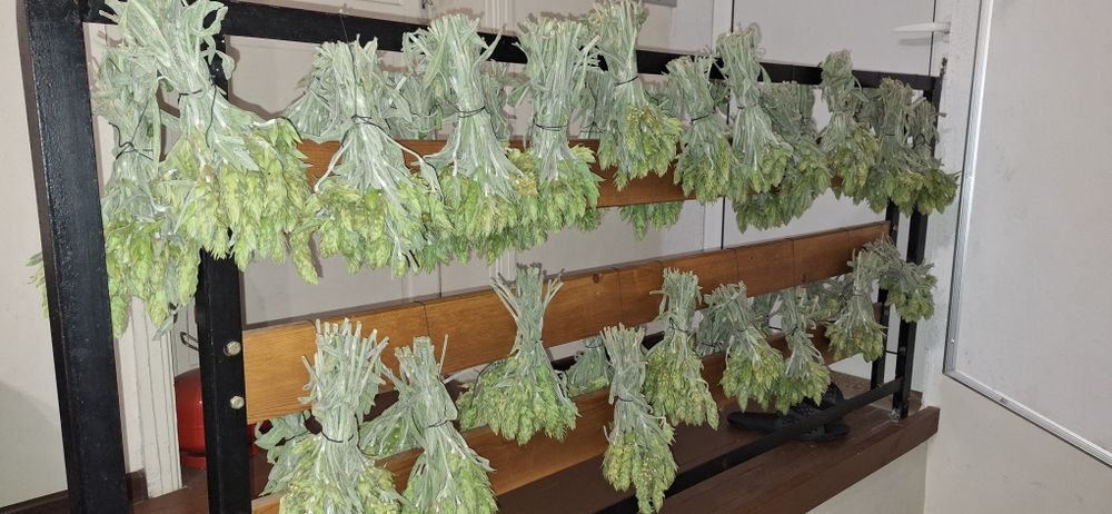 Чай Мурсалски Чай