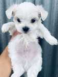 Bichon maltez pui
