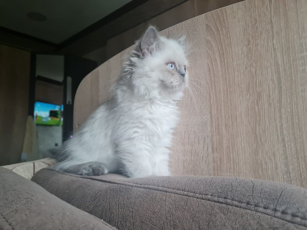 Персийско коте/колорпойнт