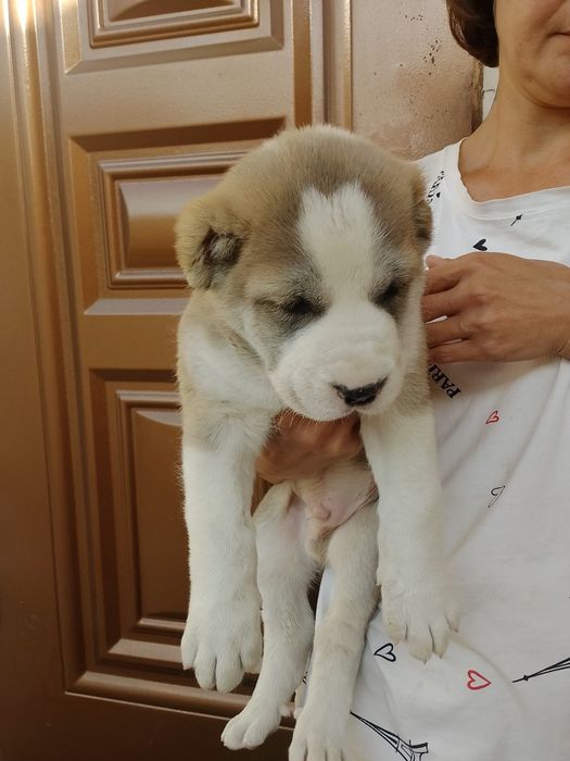 Продаются щенки Алабаи