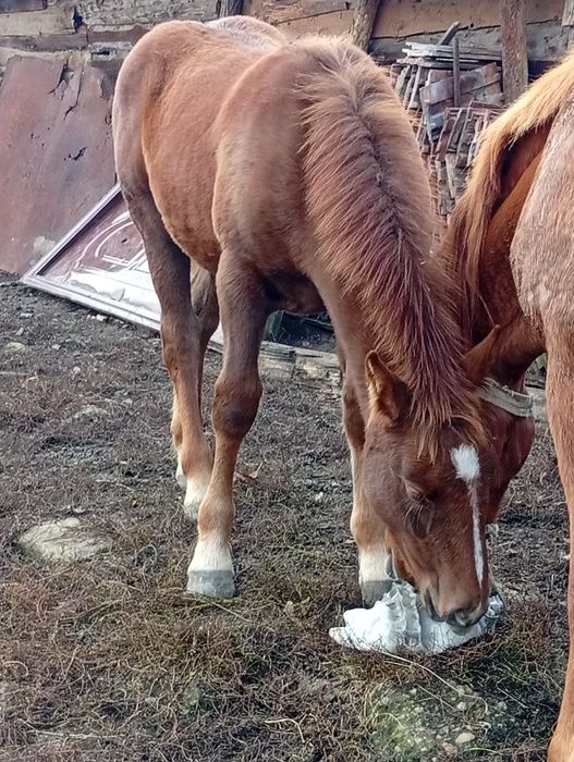 De vânzare mama și fica 170 de milioane preț negociabil