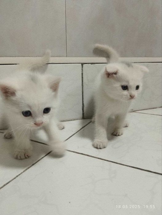 Котята скоттишфолд чистокровные