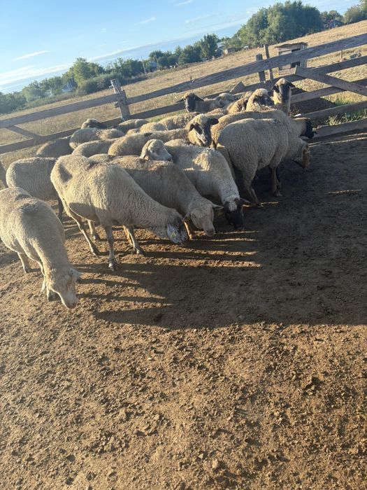 Oi de vanzare IALOMITA