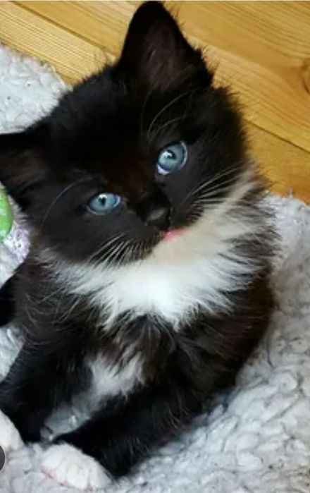 Отдам котят даром