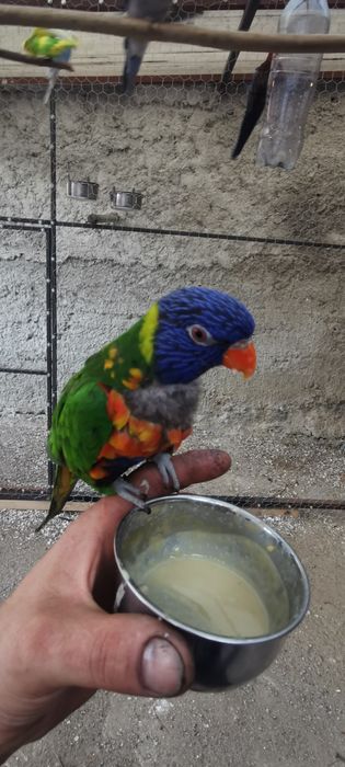 Lori schimb cu o pereche Micul Alexander