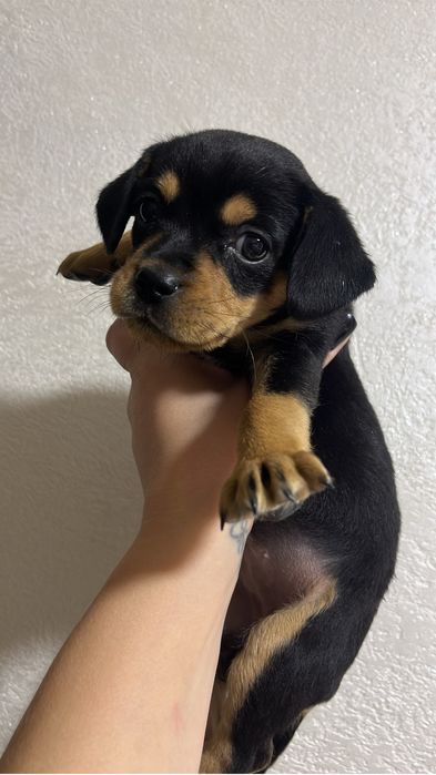 Продам щенка (сучка)