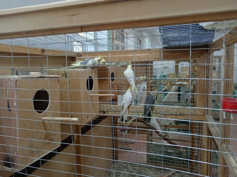 Папугай карелла Продам