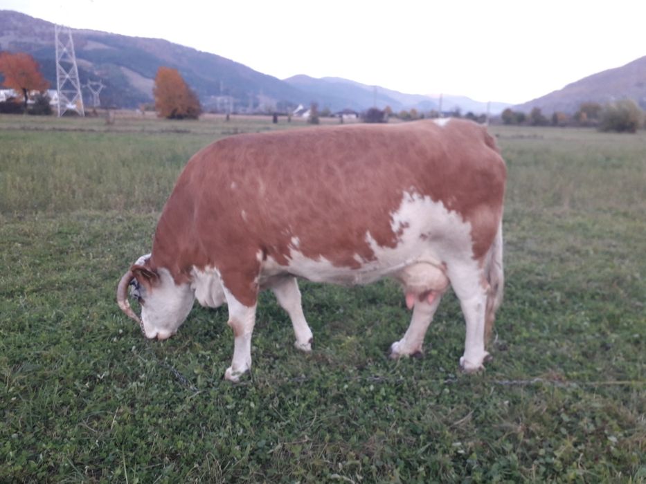 Vaca baltata romaneasca