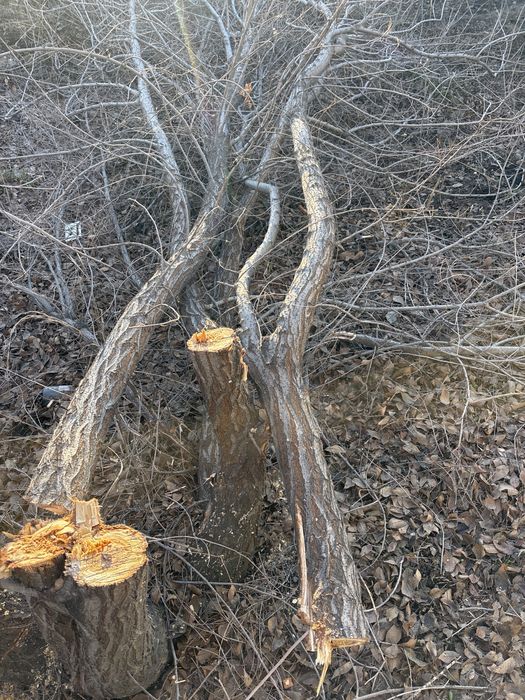 Отдам дрова карагач бесплатно