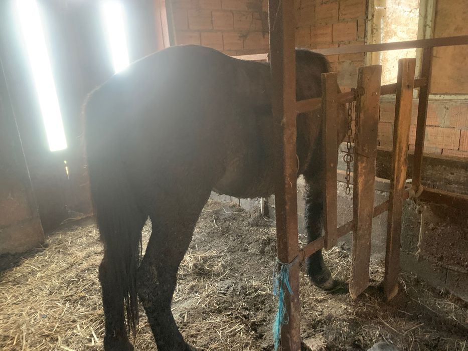 Cai amasar  de 2 ani