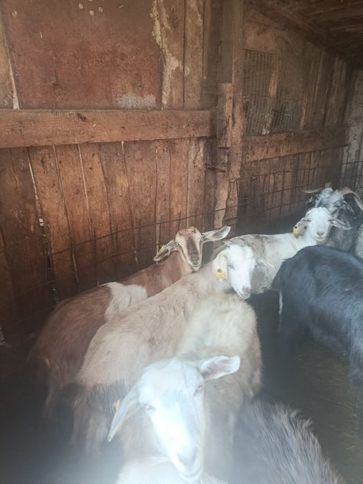 Продам коз козлята