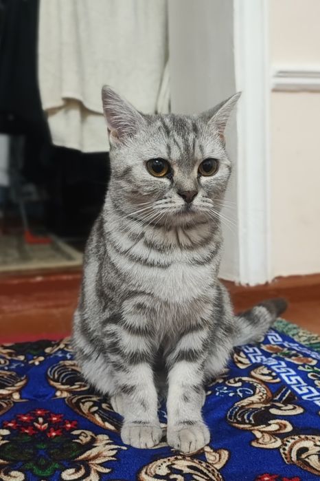 Британка, классический табби