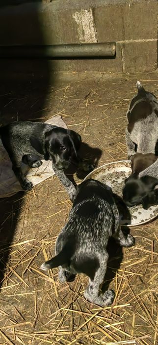 Дратхар кутрета , малки кученца дратхар