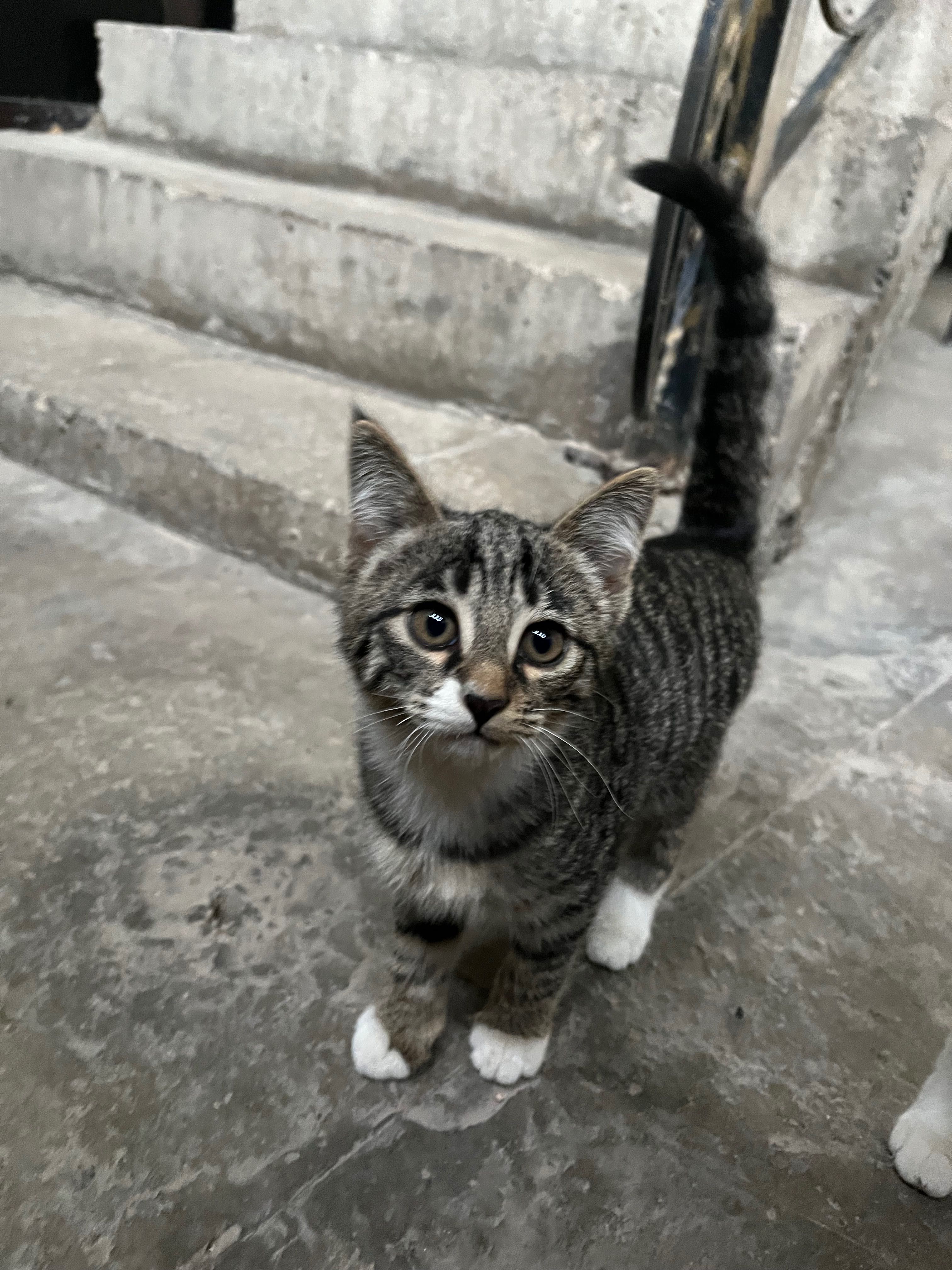 Котенок отдам-даром