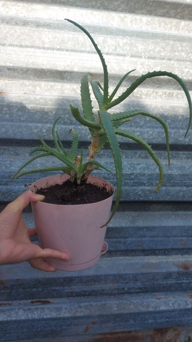 Алоэ вера с горшочек продам