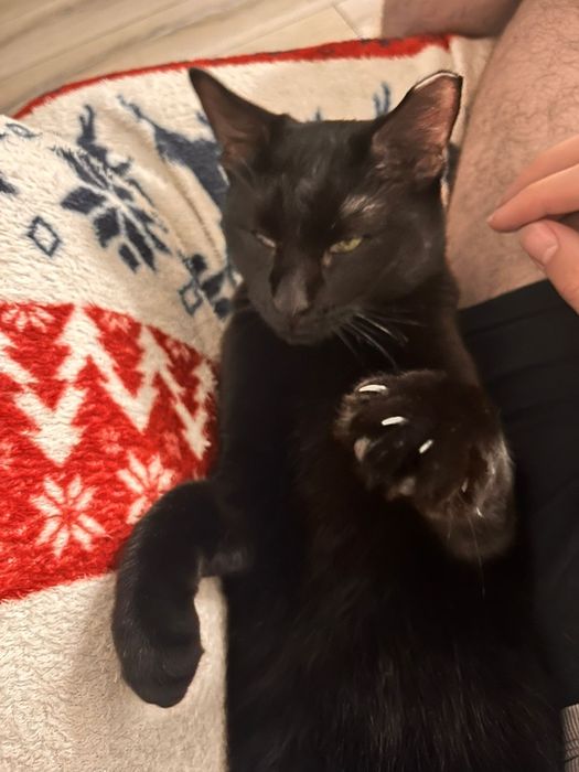 Pui de pisica spre adoptie