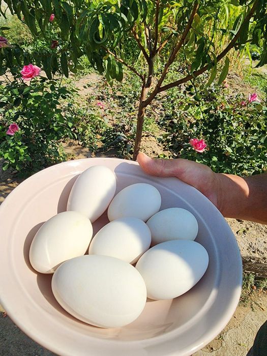 Продаются яйца утиные гусиные домашние