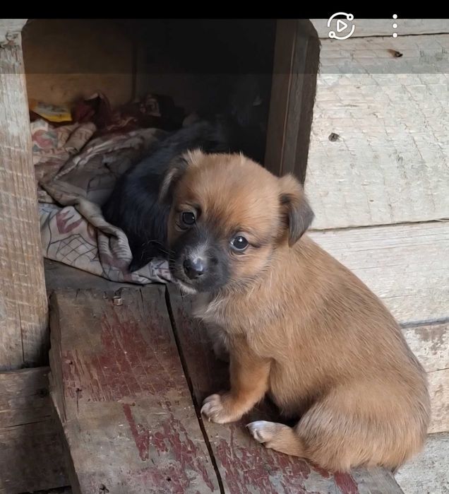 Ofer spre adoptie cateluse de talie mica