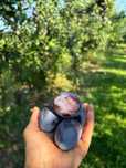 Prune tuica Anna Spath/ Stalney