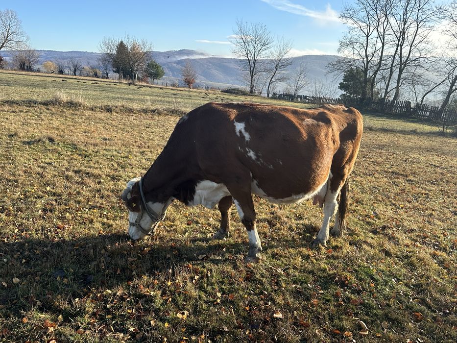 Vand vaca gestanta 9 luni