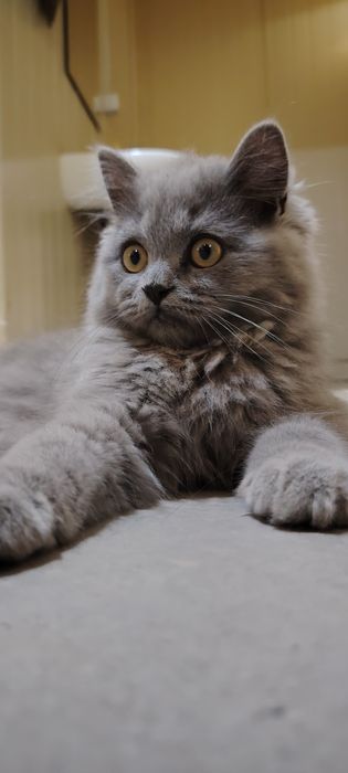 Продаётся кот породы Скоттиш!