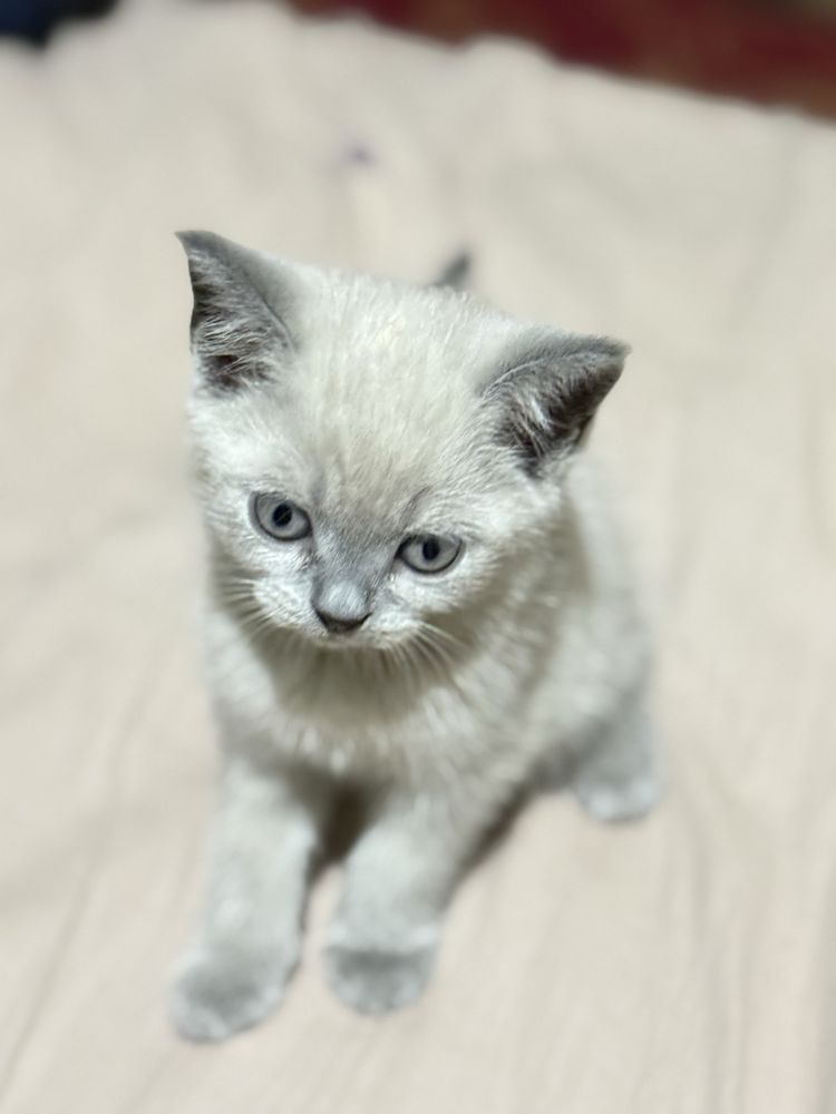 котятам 2 месяца кушают самостоятельно
