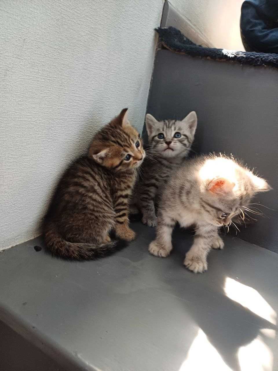 Котята красивые продаются.