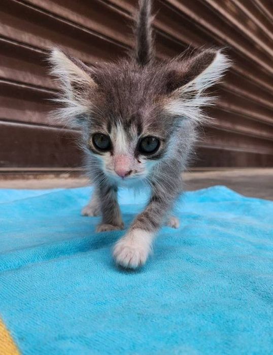 Kotyata v dobrie ruki