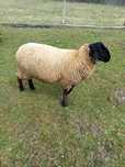 Berbec suffolk 1 an