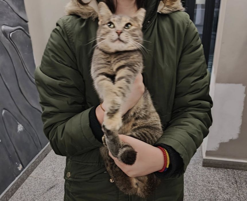 Pisica de adoptat