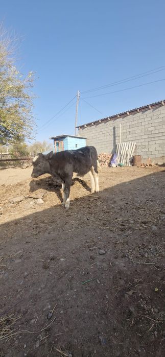 Бұзаулы Сиыр сатылады