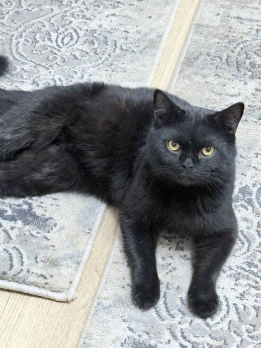 Кот британский черный