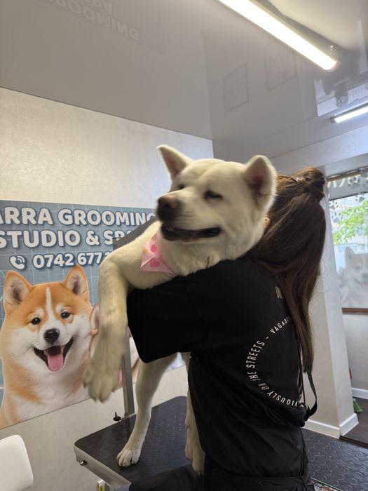 Salon canin Galati / Frizerie canina /Frizer animale de companie