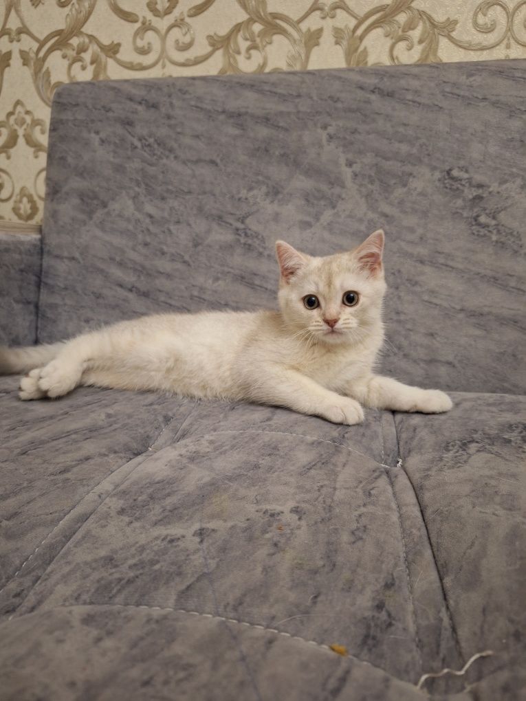 Британский котенок мальчик 2 месяца