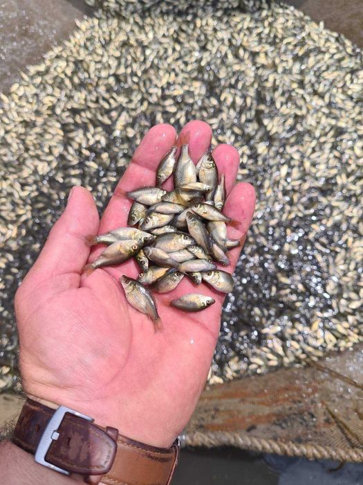 Продавам едър шаран