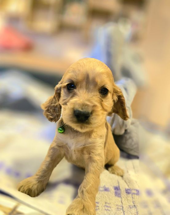 Кокер шпаньол кученца