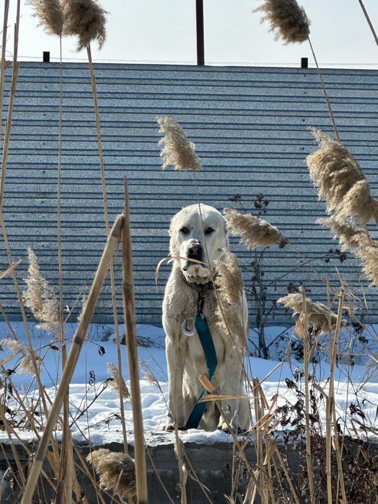 Собака,Алабай 2 лет.