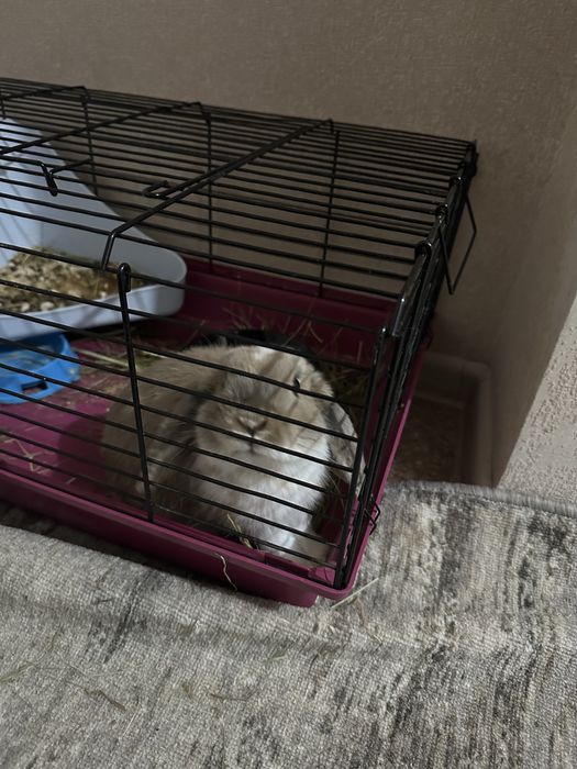 Кролик деворативный