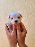 Bichon mini toy isi cauta o familie