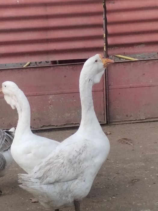 Trei băieți vor alta casa