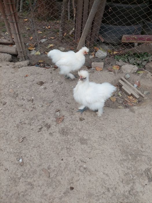 Vând o pereche de pui de mătase japoneză.