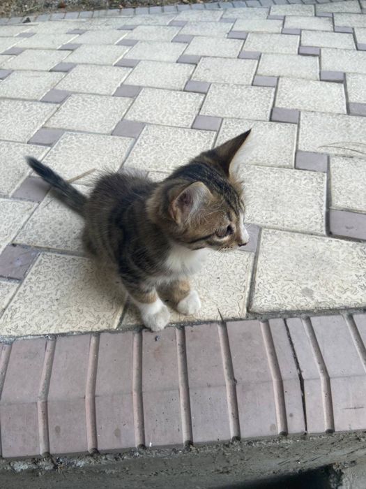 Котята мальчик девочка