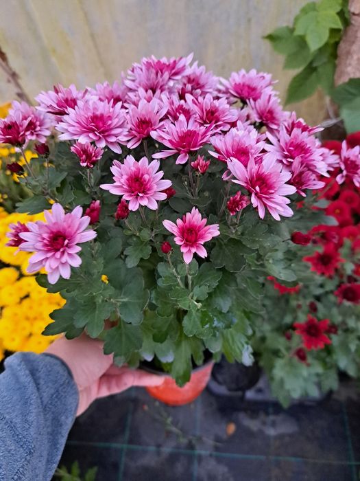 De vânzare crizanteme