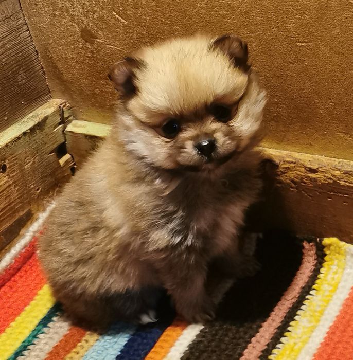 Померан момиченца