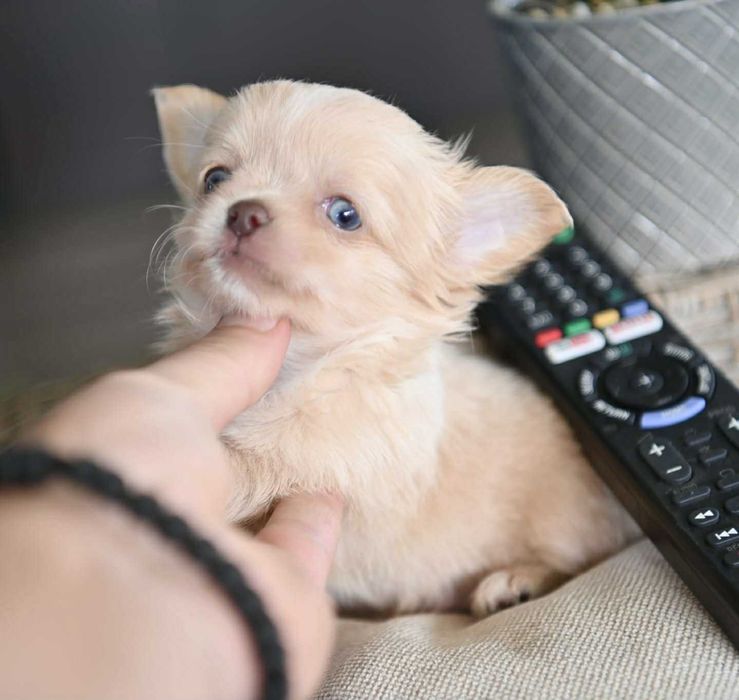 Мъжко дългокосместо мини чихуахуа изабел