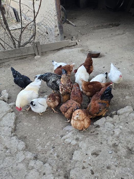 Продам молодых курочек