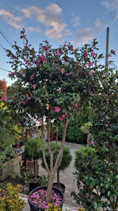 Brazi de Crăciun la ghiveci  si cu balot de pământ