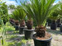 Vând palmier humillis Washingtonia trachicarpus cycas